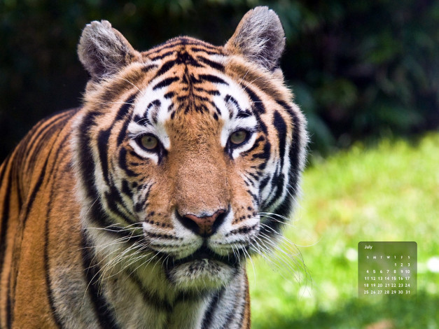 Обои картинки фото календари, животные