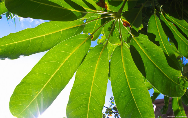 Обои картинки фото природа, листья