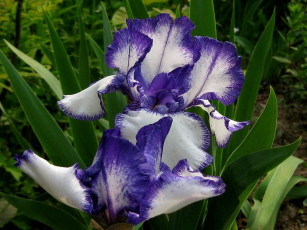 Картинка цветы ирисы сиренивый листья