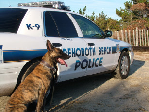 Картинка животные собаки полиция