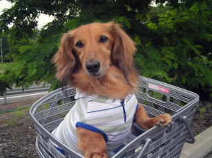 Картинка животные собаки рижый корзина собака