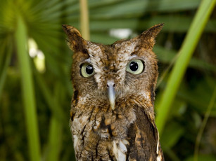 Картинка животные совы