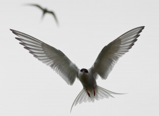 Картинка животные Чайки бакланы крачки крылья полет