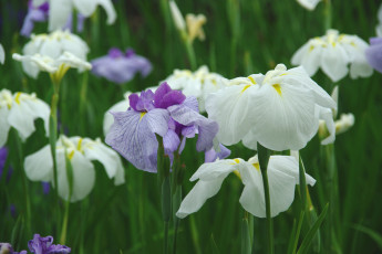 Картинка цветы ирисы белый сиренивый