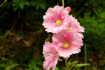 Картинка цветы мальвы розовый