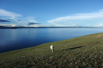 Картинка животные лошади