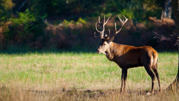 Картинка животные олени рога