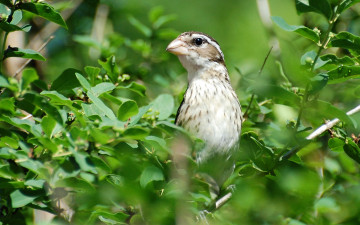 Картинка животные птицы птица ветки листья