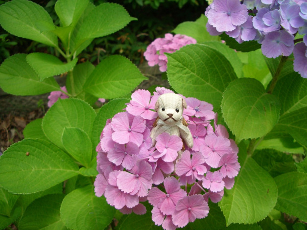 Обои картинки фото разное, игрушки, гортензия