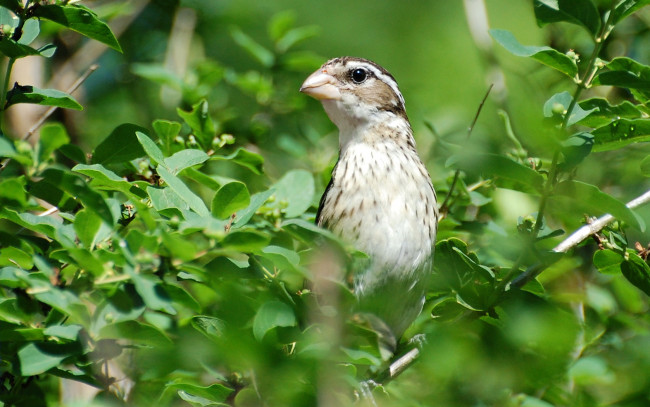 Обои картинки фото животные, птицы, птица, ветки, листья