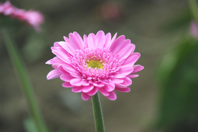 Обои картинки фото цветы, герберы, розовый, лепестки