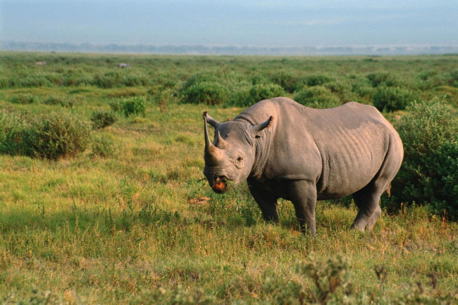 Обои картинки фото животные, носороги