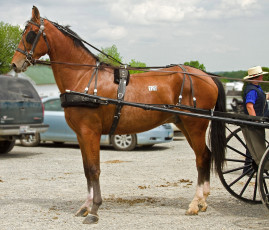 Картинка животные лошади лошадь