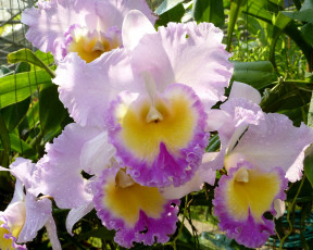 Картинка цветы орхидеи