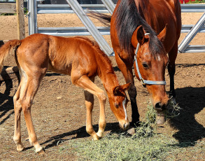 Картинка животные лошади лошадь жеребенок