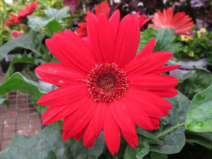 Картинка цветы герберы красный