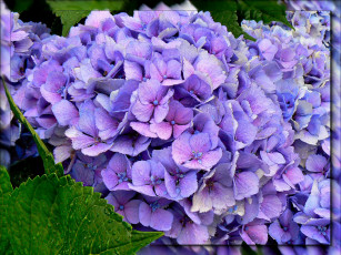 Картинка цветы гортензия синий