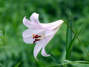 Картинка цветы лилии лилейники лето лепестки