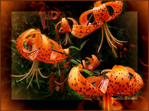 Картинка цветы лилии лилейники темный фон