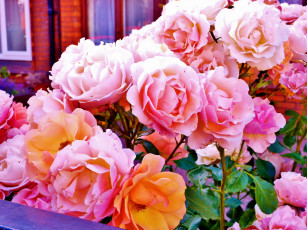 Картинка цветы розы букет