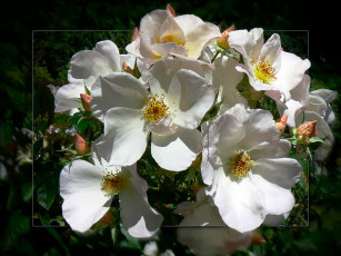 Картинка цветы шиповник лепестки