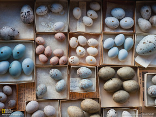 Картинка еда Яйца яйца