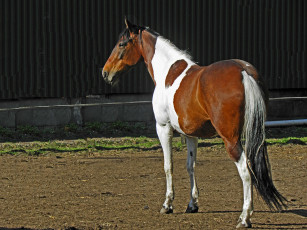 Картинка животные лошади лошадь