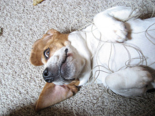 Картинка животные собаки dog