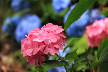 Картинка цветы гортензия лепестки