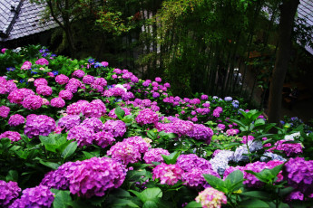 Картинка цветы гортензия сиреневый