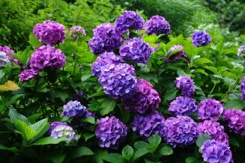 Картинка цветы гортензия сиреневый