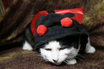 Картинка животные коты маскарад