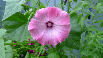 Картинка цветы лаватера лето листья