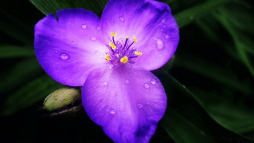 Картинка цветы традесканции лепестки капли