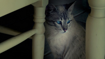 Картинка животные коты кот