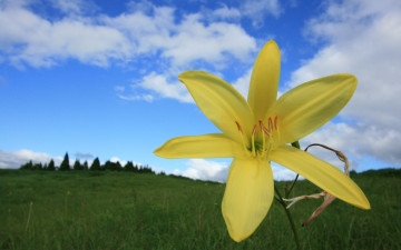 Картинка цветы лилии лилейники облака лепестки