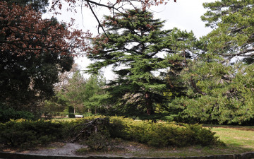 Картинка природа деревья парк опушка трава