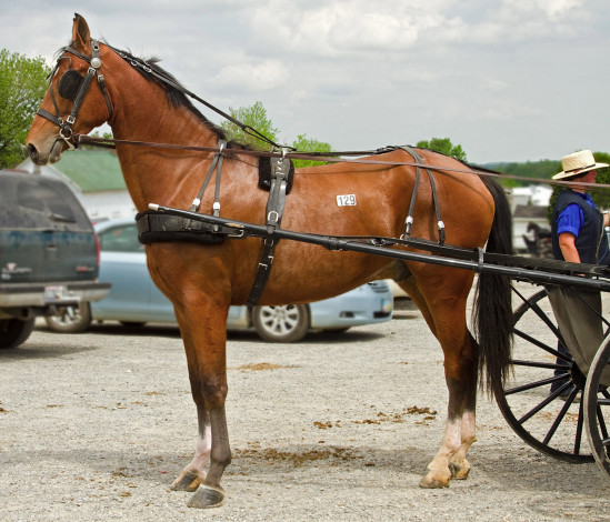 Обои картинки фото животные, лошади, лошадь