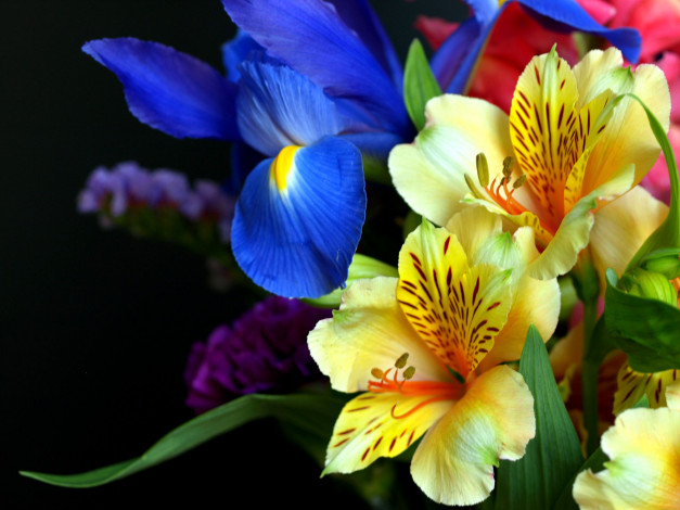 Обои картинки фото цветы, букеты, композиции, левкой, ирис, альстромерия
