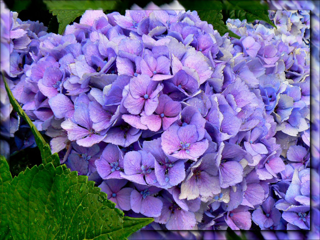 Обои картинки фото цветы, гортензия, синий