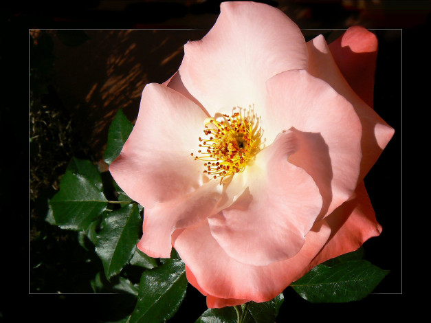 Обои картинки фото цветы, розы, лепестки