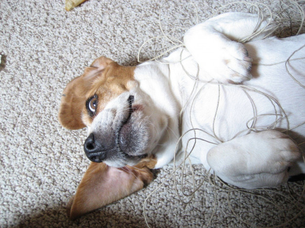 Обои картинки фото животные, собаки, dog