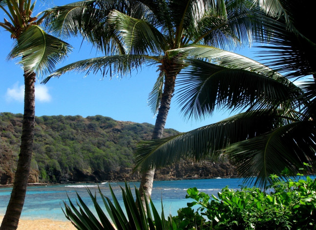 Обои картинки фото природа, тропики, пальмы, вода