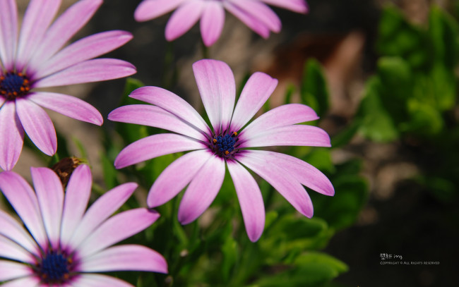 Обои картинки фото цветы, диморфотеки, лепестки