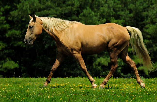 Обои картинки фото животные, лошади, лошадь