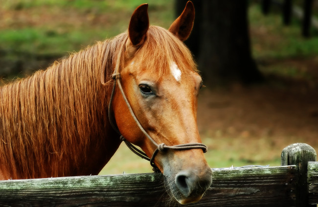 Обои картинки фото животные, лошади, лошадь