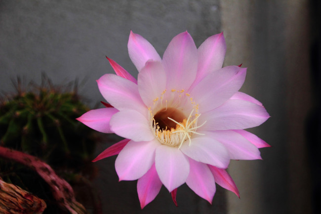 Обои картинки фото цветы, кактусы, лепестки