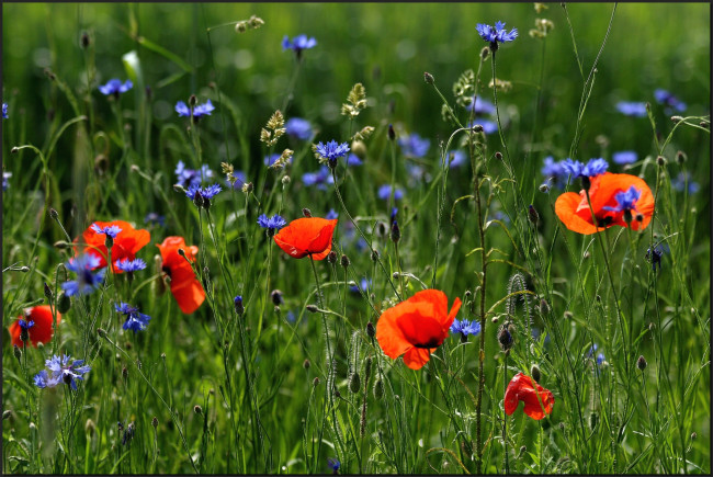 Обои картинки фото цветы, луговые, полевые, васильки, маки