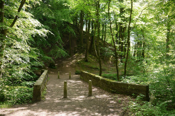 Картинка природа дороги пригорок лес тропинка