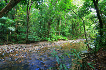 Картинка природа лес трава ручей австралия